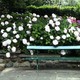 Giardino in ombra a Torino
