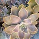 Sedum!