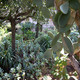 Due giardini intelligenti all'Isola del Giglio