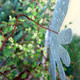 Muehlenbeckia complexa