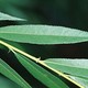 Salix