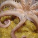 Curry di lenticchie rosse con polpo
