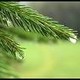 La pioggia nel pineto